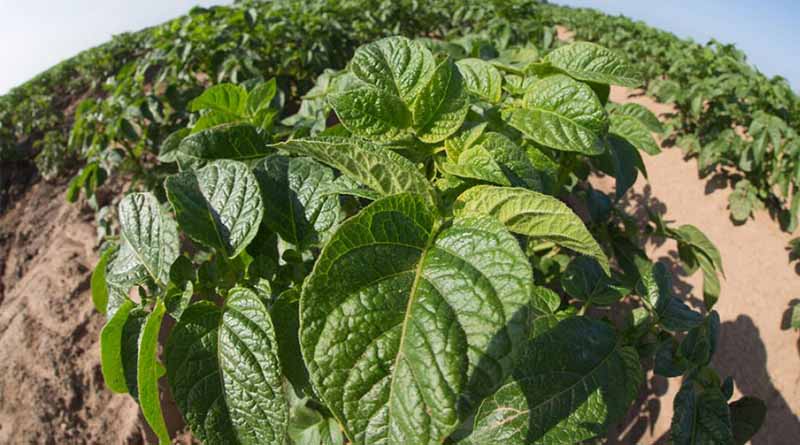Maximise Mandipropamid For Blight Management