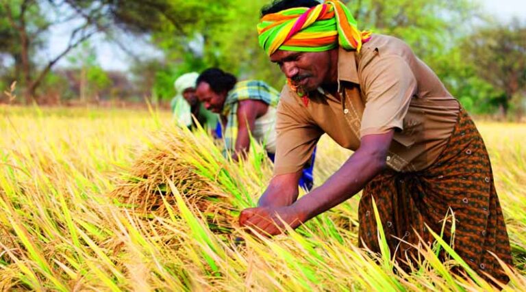 Bayer to Issue First Carbon Credits From Regenerative Farming Practices in India