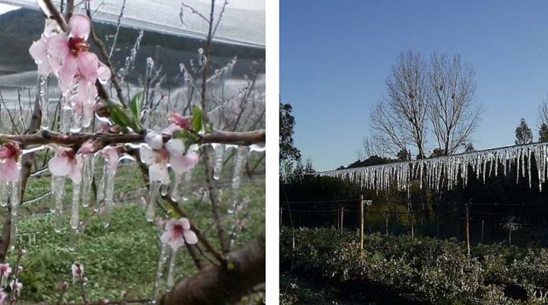 Frost Control Through Sprinkler Irrigation: Protecting Your Crops From Seasonal Chills