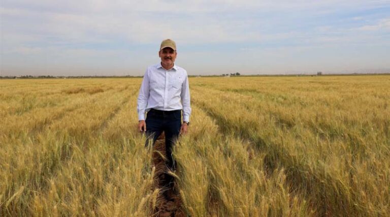 CIMMYT Appoints Flavio Breseghello As Global Wheat Program Director