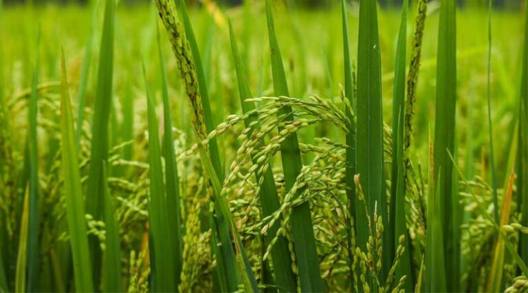 Paddy Scam in Madhya Pradesh: High Court Halts Auction, Orders Faster Verification