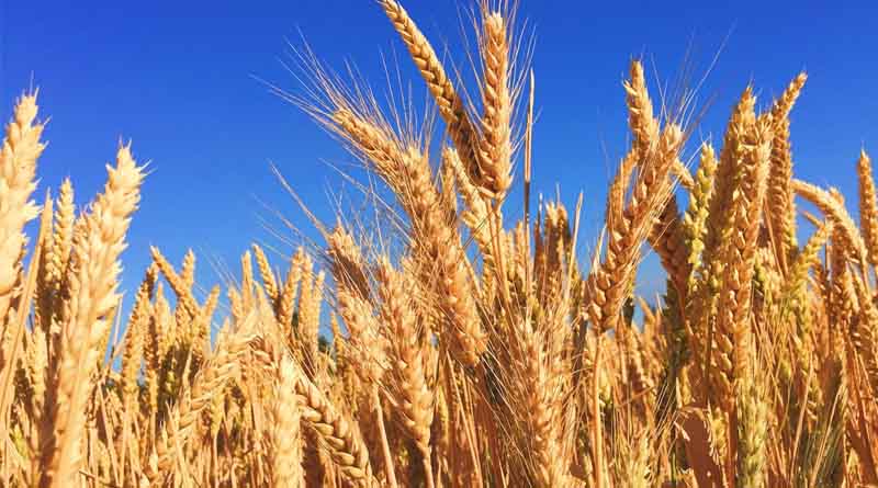 Wheat Procurement 2025 in Madhya Pradesh: Strict Monitoring with QR Codes and Control Center