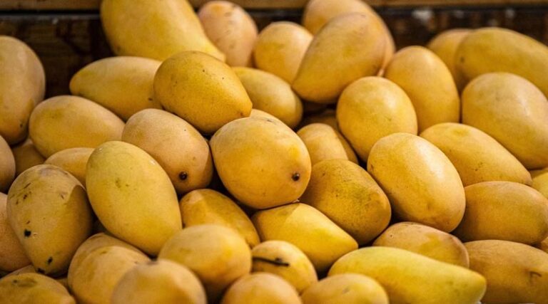 Pest Attacks and Adverse Weather Slash Mango Production by 50% in Andhra Pradesh