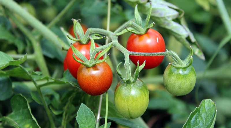 Bihar Introduces Open-Field Cherry Tomato Varieties for Farmers