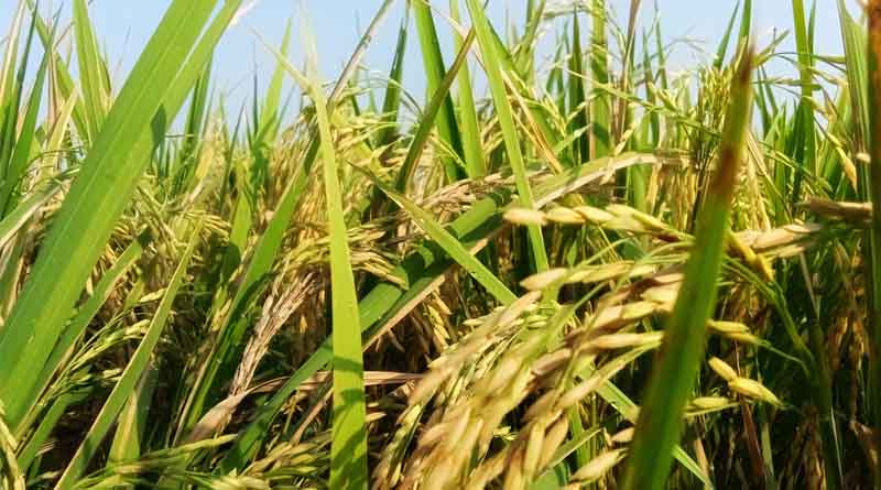 Paddies to Prosperity: BRRI’s Role in Rural Transformation