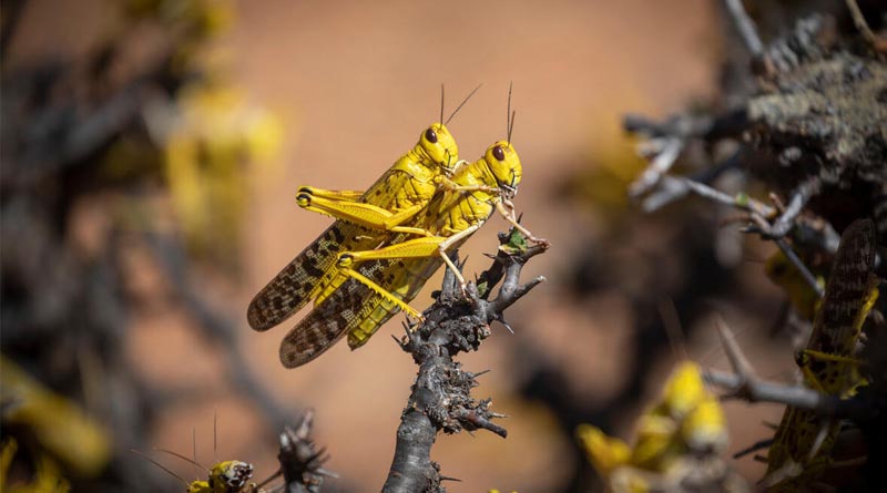 Desert Locust Movements in Northwest Africa Raise Concern Amid Spring Breeding Season