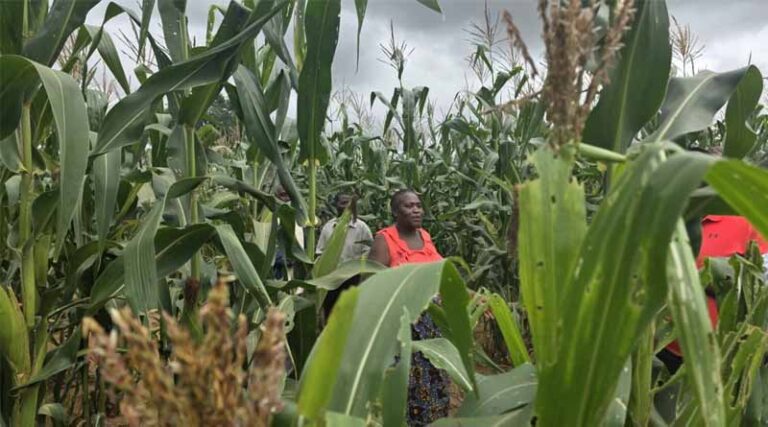 Sowing Knowledge, Reaping Impact: Lydia’s Journey From Trial Farmer To Community Leader In Monze, Zambia