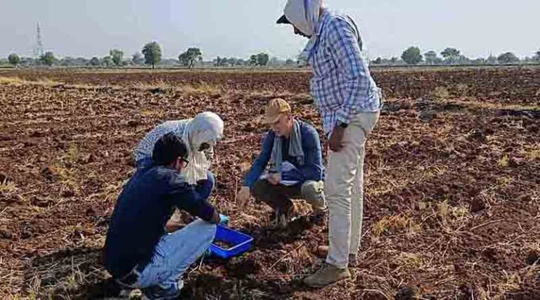 How Organic Cotton Farmers In India Influence Soil Fertility