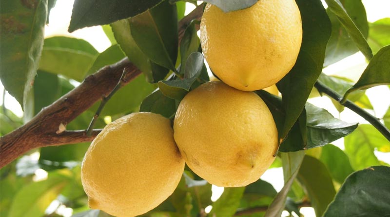 Heatwave Hits Lemon Production in Andhra Pradesh, Supply Falls Short