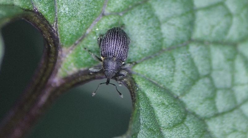 Nearly 25 Years Of Research Precedes Release Of Seed-feeding Weevil To Fight Garlic Mustard In North America