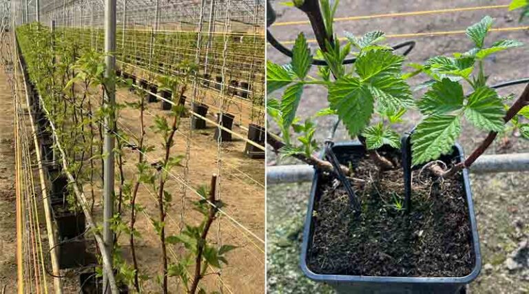 Irrigation System Treatment Restores Water Flows And Profits