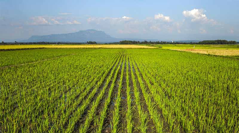 FAO Food Price Index remains stable in March