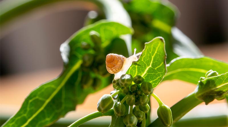 Snail And Slug Baiting Methods Put To The Test