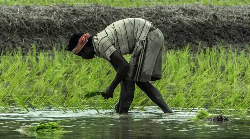 Pesticide and Seed Associations Halt Supplies Across Haryana in Protest Against Amendment Bills