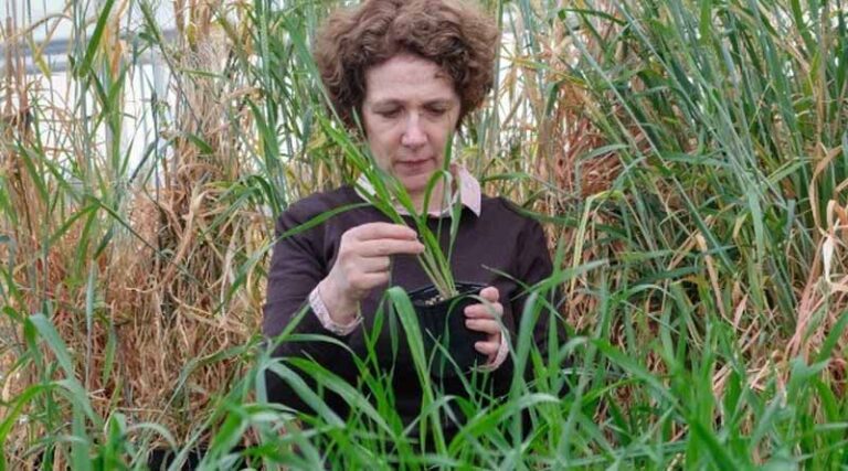 New Study To Identify Nutritionally Superior And Yield-stable Oat Varieties