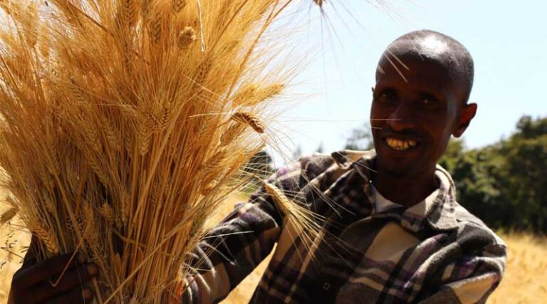 CIMMYT Drives Wheat Production Systems And Enhances Livelihoods In Ethiopia’s Lowlands Through The Adapt-wheat Project