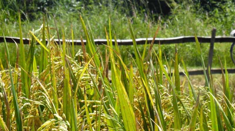 IRRI spotlights innovative partnership in strengthening African seed systems at CGIAR Science Week 2025