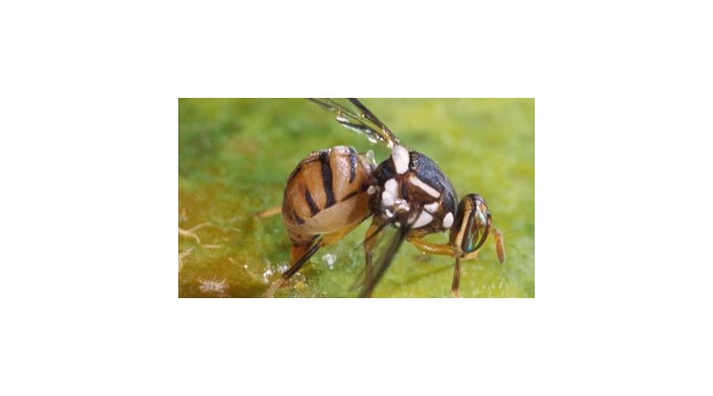 HortNZ Welcomes Lifting Of Fruit Fly Controls In Auckland