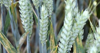 Five Ideas To Get More From Your Wheat T1 Fungicide