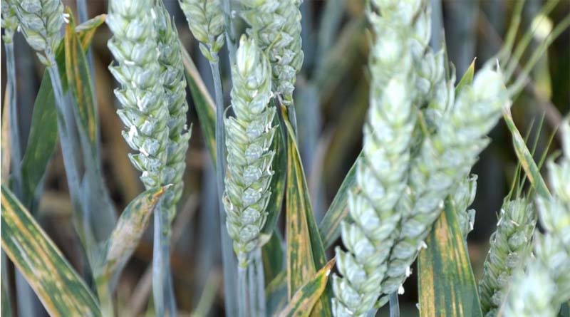 Five Ideas To Get More From Your Wheat T1 Fungicide