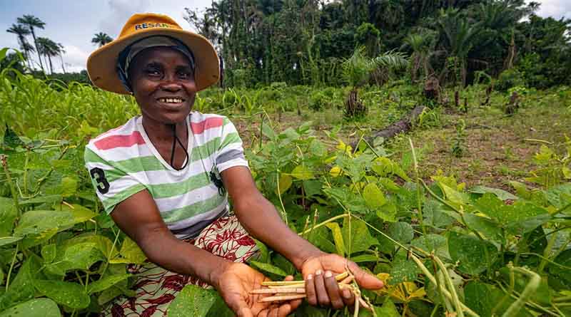 From Fields to Bakeries: How Liberian Farmers Are Transforming Cowpeas into Profits