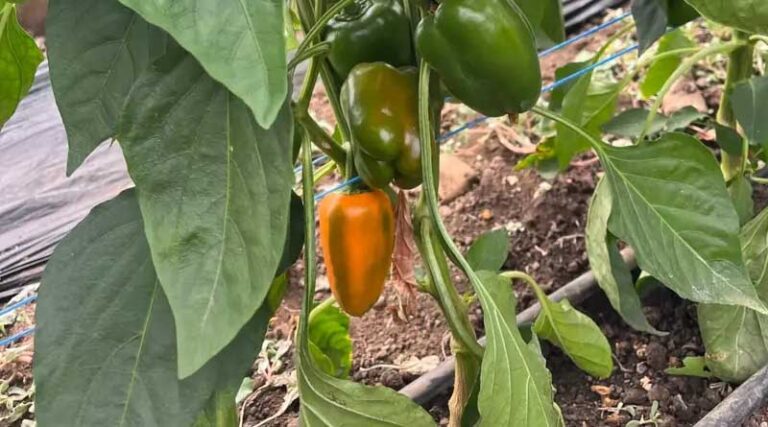 Successful Partnership Brings Organic Tatayoyo To Austria All Year Round