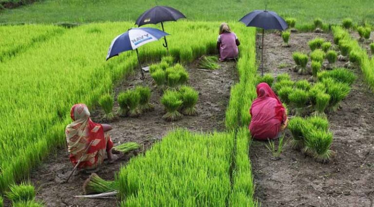 Trump Tariffs: What They Mean For Bangladesh Agricultural Sector