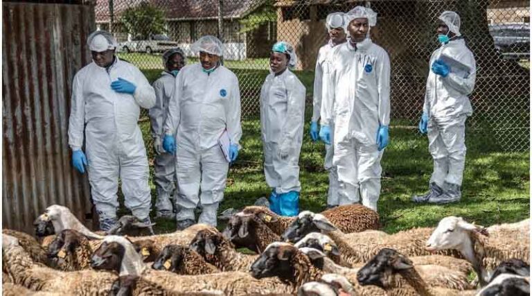 New FAO-led Study Highlights That Improving Productivity Is Key To Reducing Antibiotic Use In Livestock