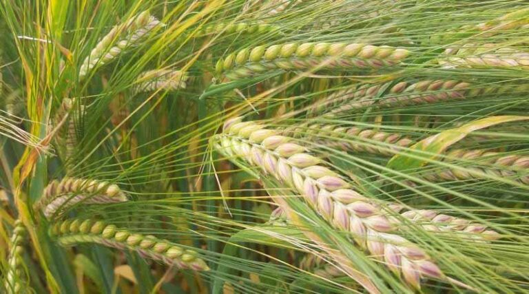 Securing Yield And Quality In Your Spring Barley Crops