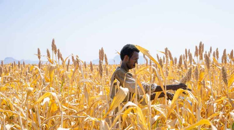 Two Years Since The Start Of The Conflict, Sudan Is Facing A Severe Food Security Catastrophe