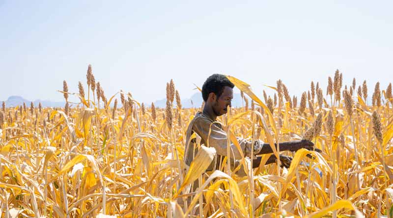Two Years Since The Start Of The Conflict, Sudan Is Facing A Severe Food Security Catastrophe