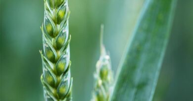 Uttar Pradesh: No Verification Required for Sale of Wheat Beyond 100 Quintals