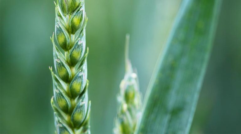 Uttar Pradesh: No Verification Required for Sale of Wheat Beyond 100 Quintals