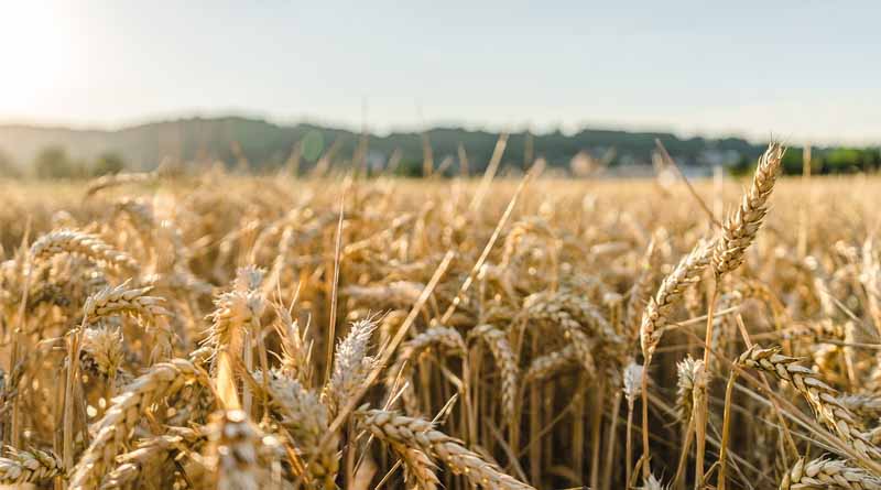 Wheat Harvest at Risk: Unexpected Rainfall Worries Punjab Farmers