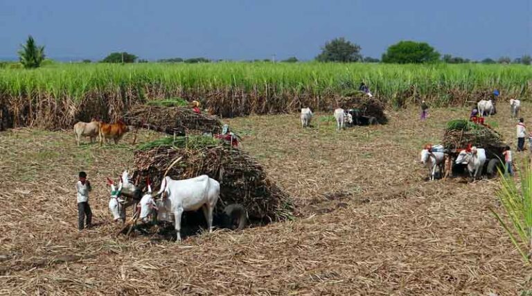 Unpaid Dues and Production Uncertainty Cast Shadow Over Maharashtra’s Next Sugar Season