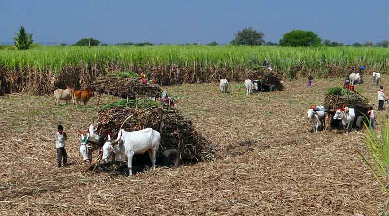 Unpaid Dues and Production Uncertainty Cast Shadow Over Maharashtra’s Next Sugar Season