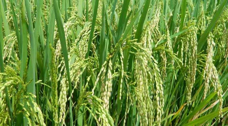 CleanRise Powers India’s Largest Carbon Farming Program in Rice Cultivation