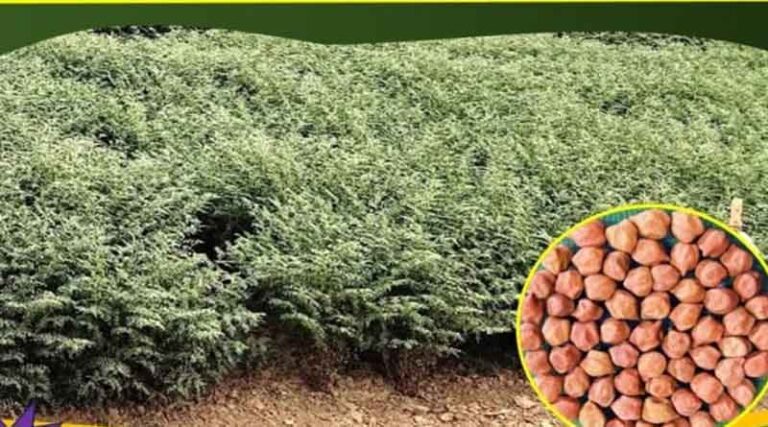 Pusa Chickpea 4037 (Aswini): A High-Yielding, Machine-Harvestable Chickpea Variety for North West India
