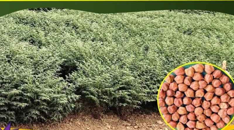 Pusa Chickpea 4037 (Aswini): A High-Yielding, Machine-Harvestable Chickpea Variety for North West India