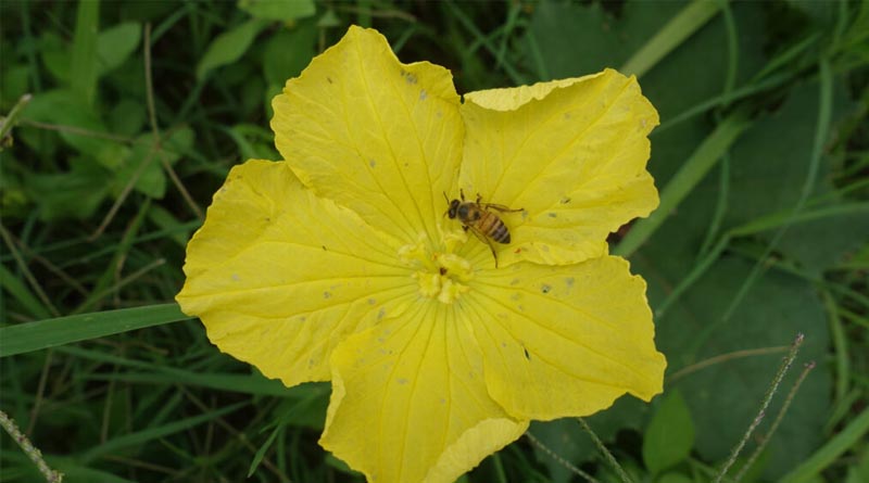 Using Biocontrol-based Integrated Pest Management To Reduce Pollinator Loss 