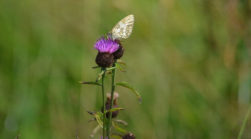 What Organic Farming Achieves For Environment And Society – Meta-analysis Provides Comprehensive Results