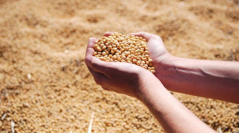 Soybean Yields in Rio Grande do Sul Estimated at 33.7 bu/ac