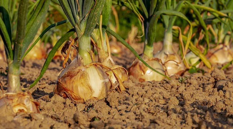 Onion Crop