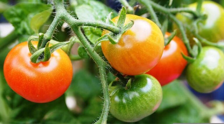 Fungicide Application in Tomato Crop: Metiram 70% WG for Managing Alternaria Blight