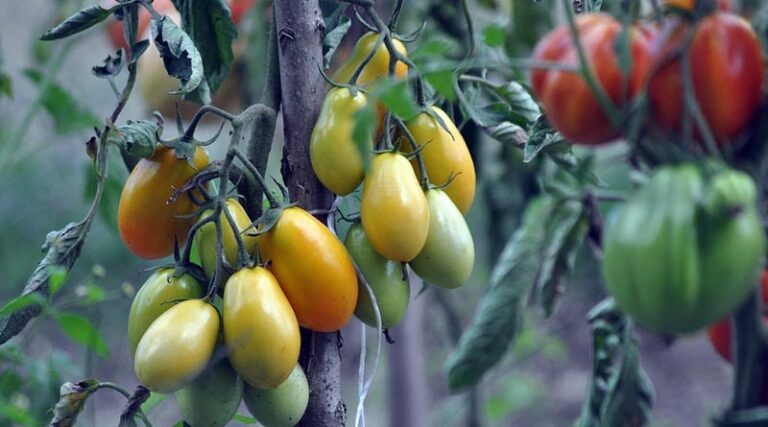 Controlling Bacterial Leafspot in Tomato Using Streptomycin Sulphate 90% + Tetracycline Hydrochloride 10% SP