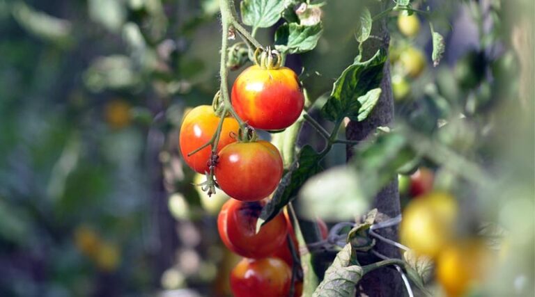 Controlling Buckeye Rot in Tomato Using Propineb 70% WP