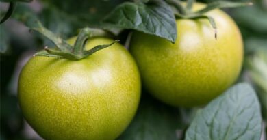 Managing Damping Off in Tomato: Role of Captan 75% WS and Metalaxyl-M 31.8% ES