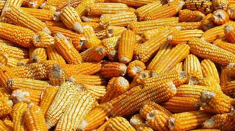 Fodder Maize and Baby Corn Sowing Picks Up with Suitable Summer Temperatures - IARI Advisory