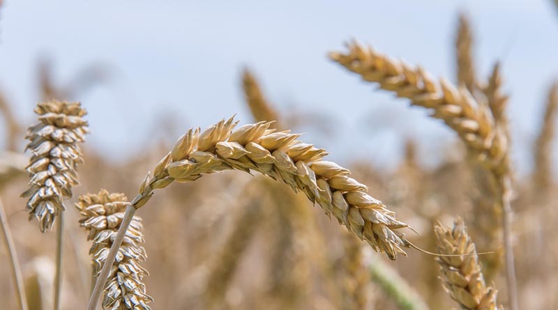 Post-Harvest Field Management and Safe Grain Storage: Essential Practices for Farmers - IARI Advisory