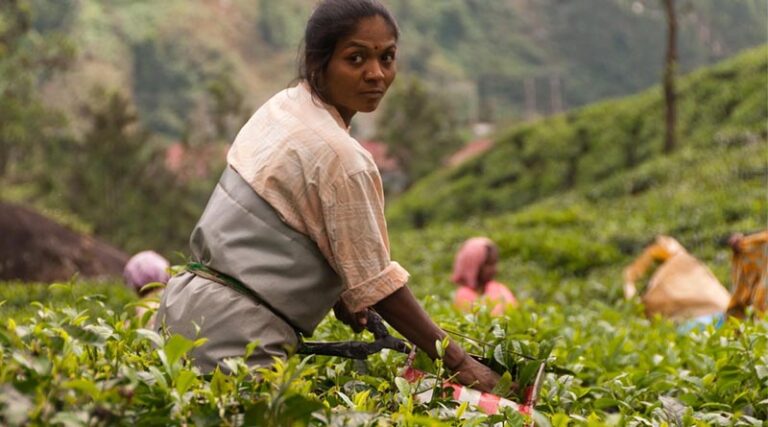 Green Manuring After Rabi Harvest: A Natural Boost for Soil Fertility - IARI Advisory